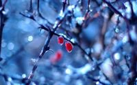 pic for Frozen Berries 